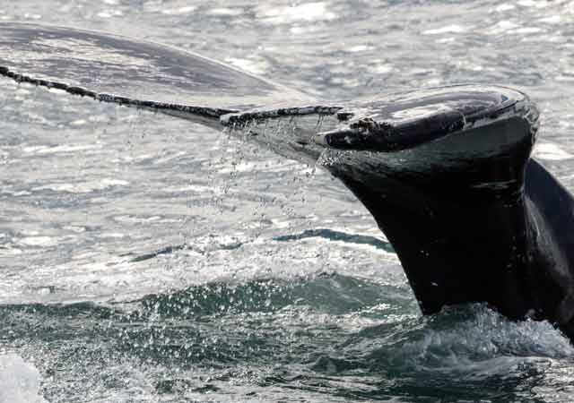 Walfluke zum Greifen nah